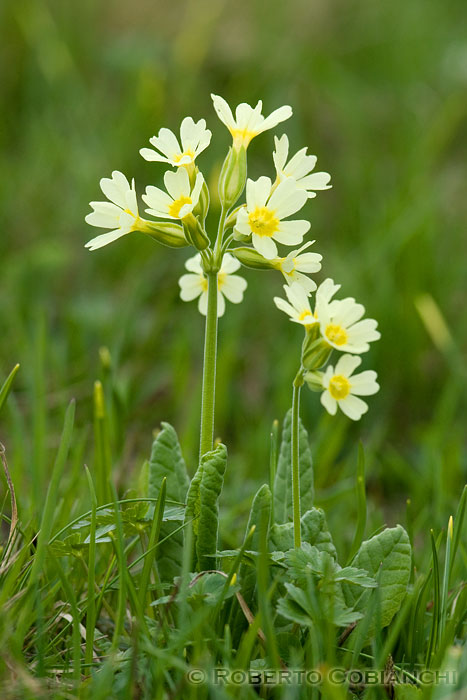 Flora dal Passo Pordoi: Pulsatilla e Primula